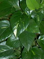 Epipremnum aureum